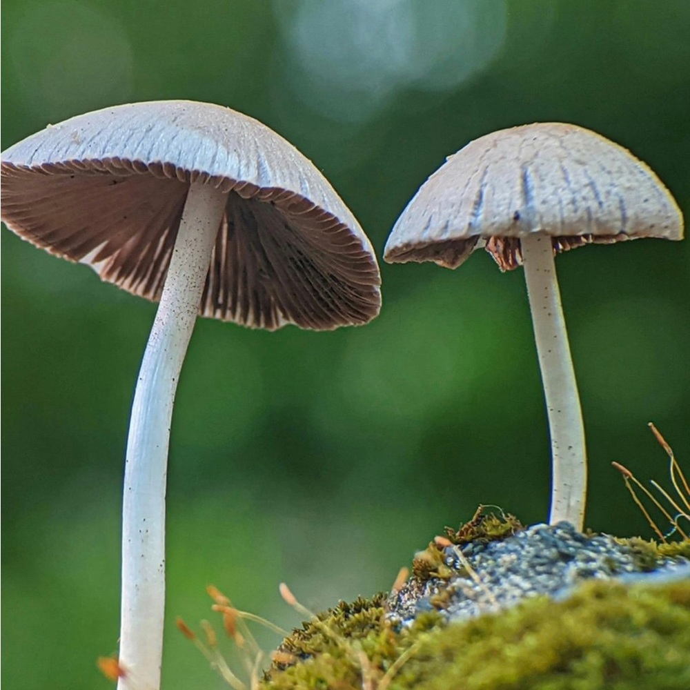 Driftwood Art, Driftwood and Coral Mushrooms, Mushroom Art, Coastal Art - Picture 9 of 12